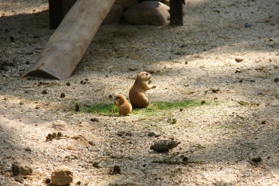 Prairie Dogs, par Xavier E. G. Dierick